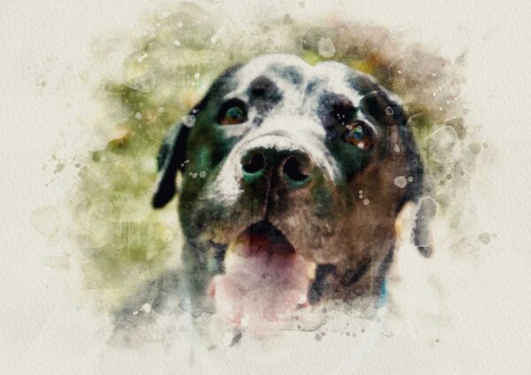 Kutya akvarell poszter